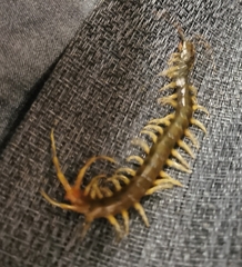 Scolopendridae
