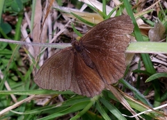 Satyrinae