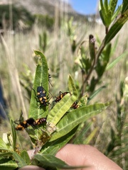 Oncopeltus famelicus