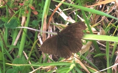 Satyrinae