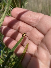 Cheilomenes sulphurea