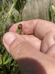 Cheilomenes sulphurea