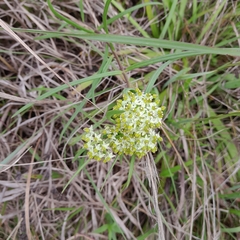 Xysmalobium involucratum
