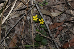 Goodenia rotundifolia