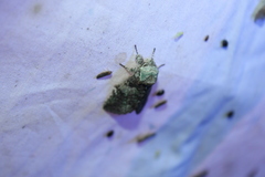Macrurocampa marthesia