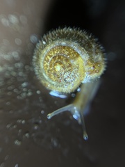 Euomphalia strigella