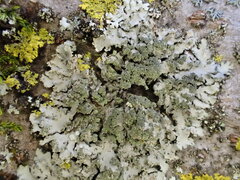 Phaeophyscia limbata