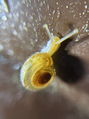 Euomphalia strigella