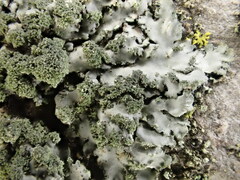 Phaeophyscia limbata