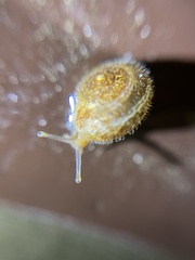 Euomphalia strigella