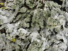 Phaeophyscia limbata