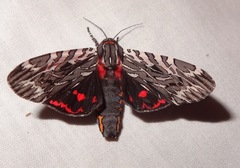 Arachnis aulaea