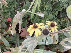 Rudbeckia
