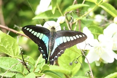 Graphium sarpedon nipponum