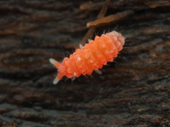 Bilobella braunerae