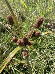 Cyperus thunbergii