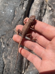 Ctenophorus caudicinctus