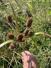 Cyperus thunbergii