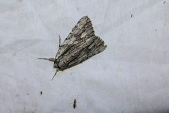 Catocala coccinata