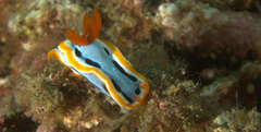 Chromodoris annae