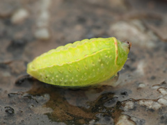 Apoda limacodes