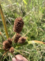 Cyperus thunbergii