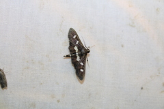 Desmia funeralis