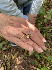 Micrathena decorata