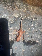Ctenophorus caudicinctus
