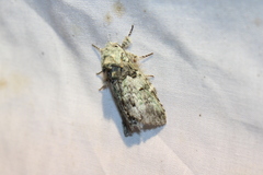 Macrurocampa marthesia