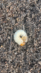 Scarabaeidae