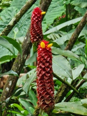 Costus comosus