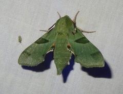 Proserpinus terlooii