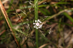 Trachymene incisa