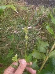 Cedronella canariensis