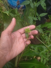 Cedronella canariensis