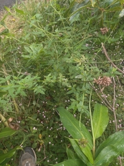 Cedronella canariensis