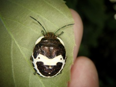 Poecilocoris lewisi