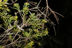 Melaleuca sieberi