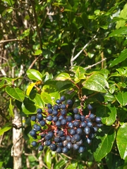 Viburnum treleasei