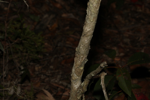 Image of Melaleuca sieberi by (c) Greg Tasney, some rights reserved (CC BY-SA)