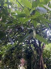 Theobroma cacao
