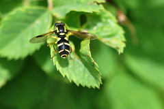 Xanthogramma pedissequum