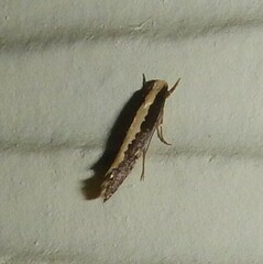 Monopis crocicapitella