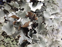 Parmotrema clavuliferum