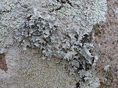 Parmotrema clavuliferum