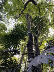 Monstera deliciosa