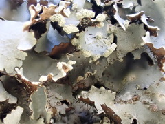 Parmotrema clavuliferum