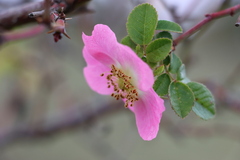 Rosa rubiginosa
