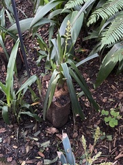 Monstera deliciosa